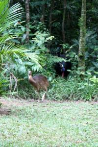 cassowary and chick