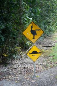 cassowary crossing