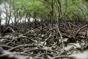 mangroves and pneumatophores