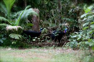 male and female cassowary
