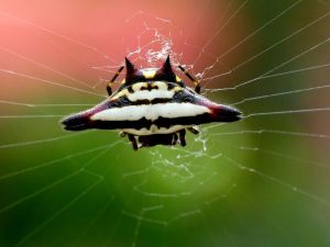 spiny orb-weaver spider (Gasteracantha geminata)